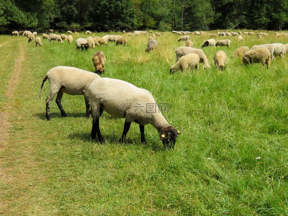 羊,一群,羊群的羊