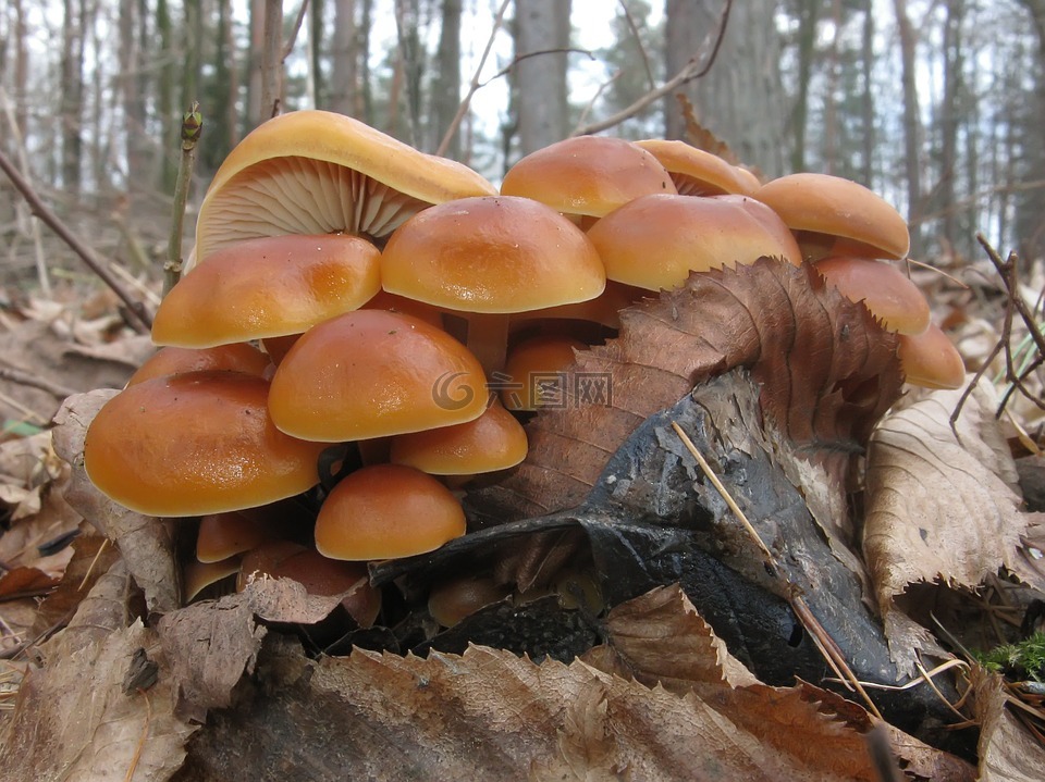 蘑菇,森林,菌