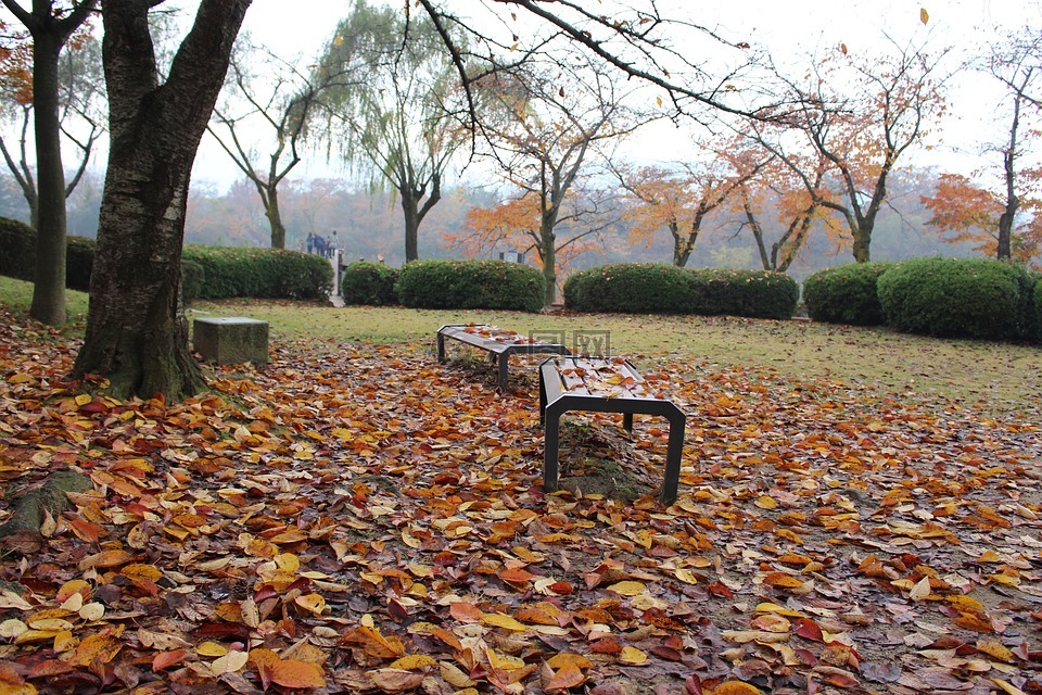韩国,秋,叶子