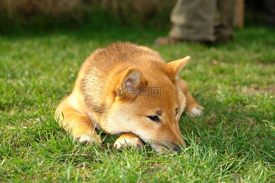 shiba inu,犬,狗特写