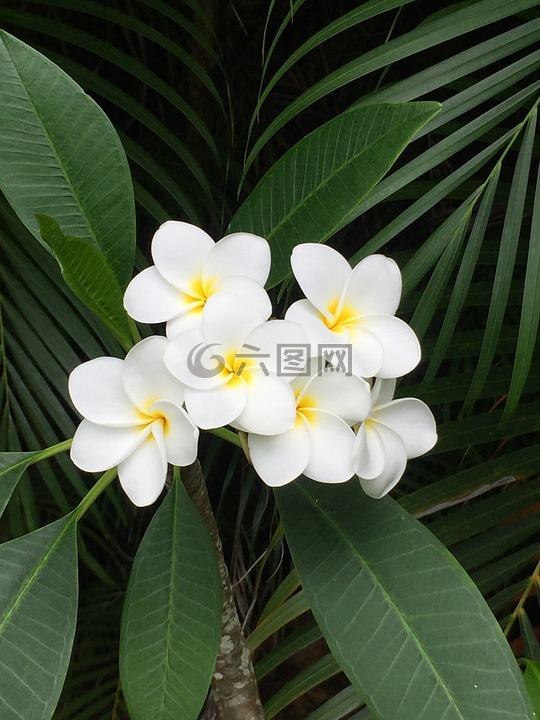 姜黄色百合花,夏威夷,花