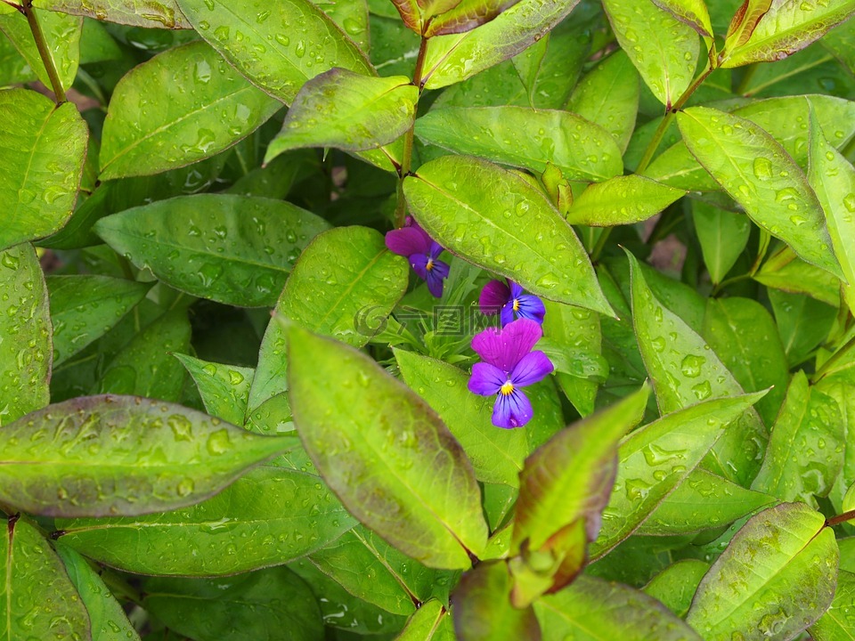 鲜花,花园,三色紫罗兰
