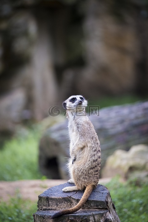 獴,meercat,scharrtier