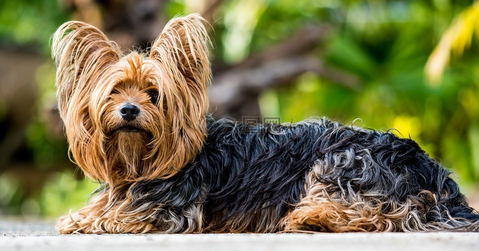 约克夏犬,小猎犬,狗