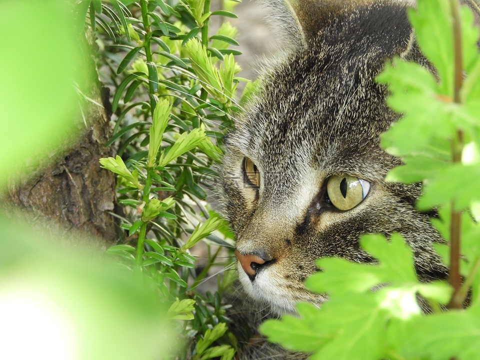 猫,眼睛,劳尔的位置