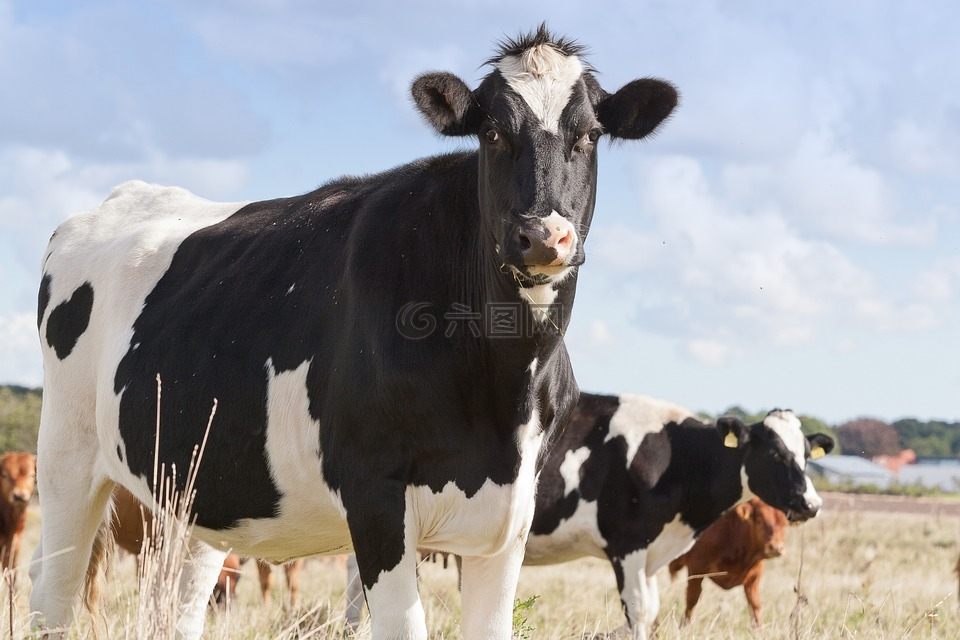 家畜,牛,农业