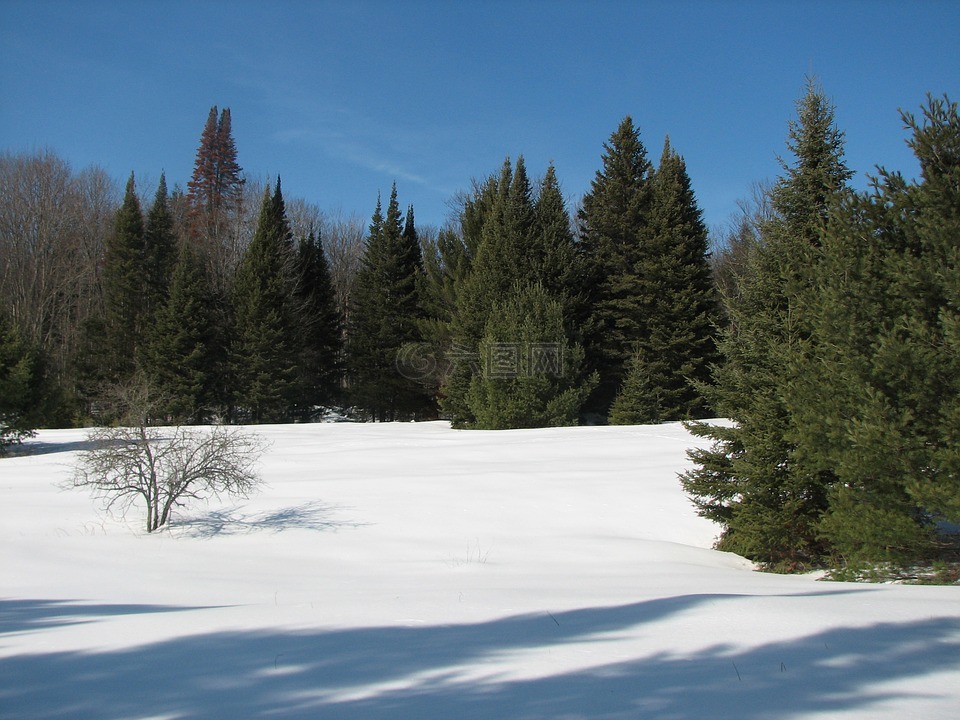 冬天,雪,常青树