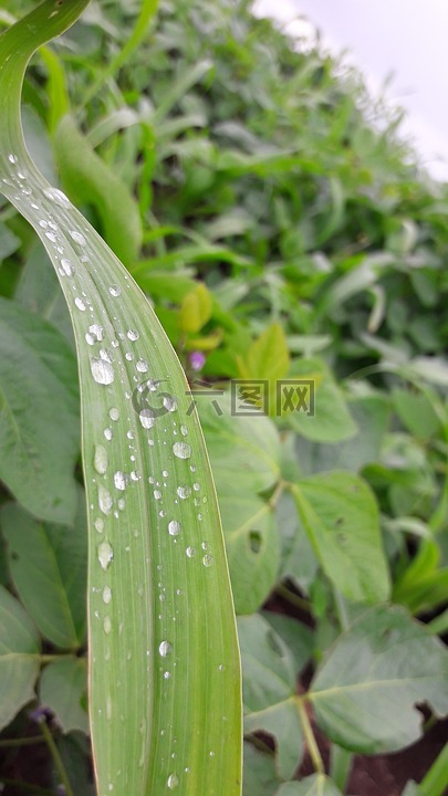 雨點,葉,綠色