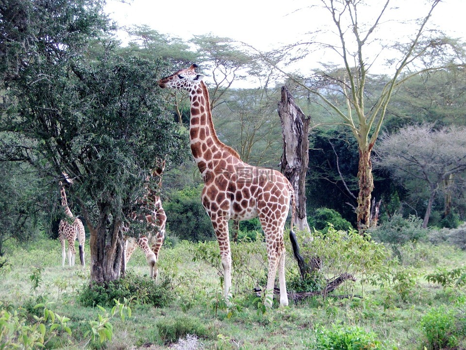 长颈鹿,肯尼亚,高大