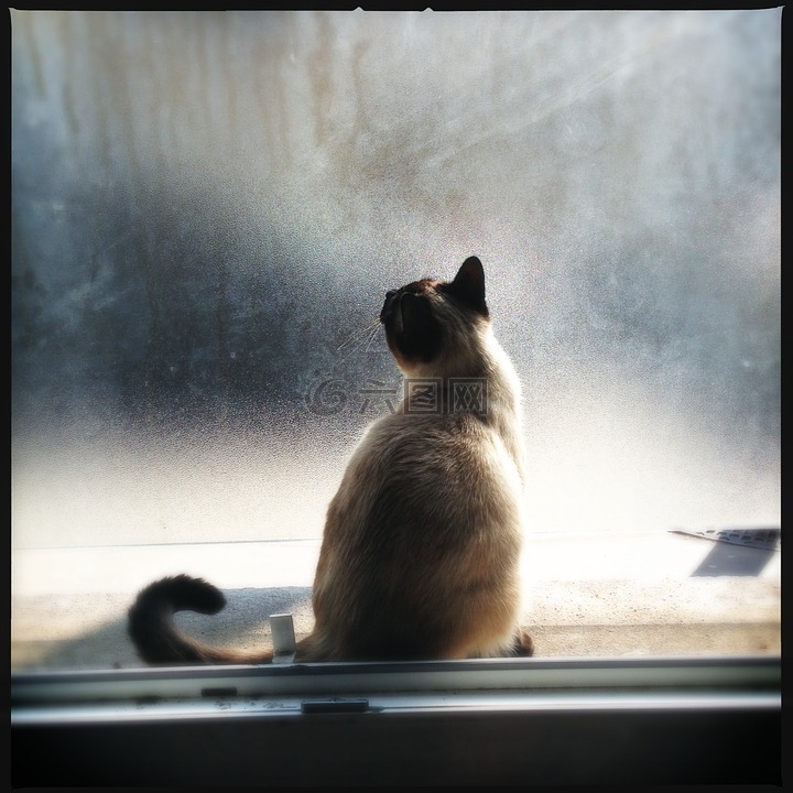 猫,窗口,光