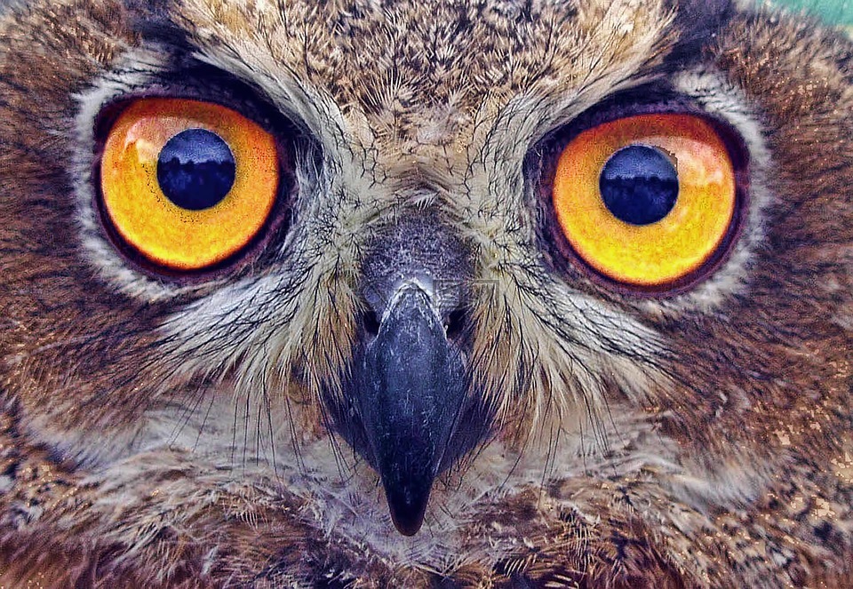 猫头鹰,眼睛,盯着