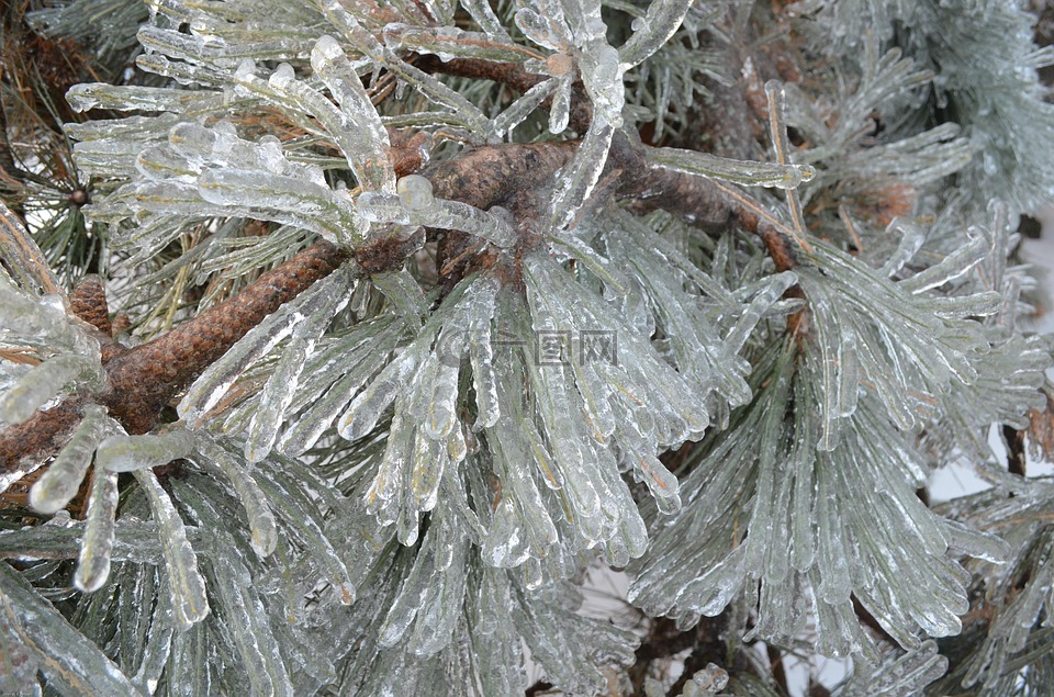 冬季仙境,松树,冰