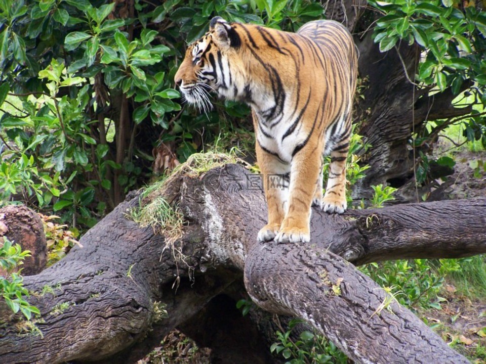 虎,动物王国,野生动物
