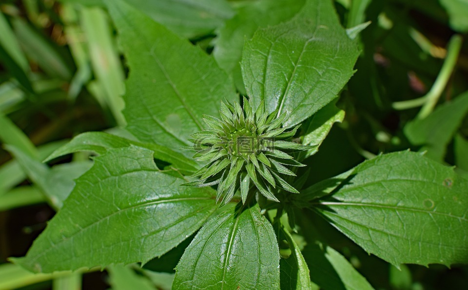 紫锥菊芽,松果菊,锥花