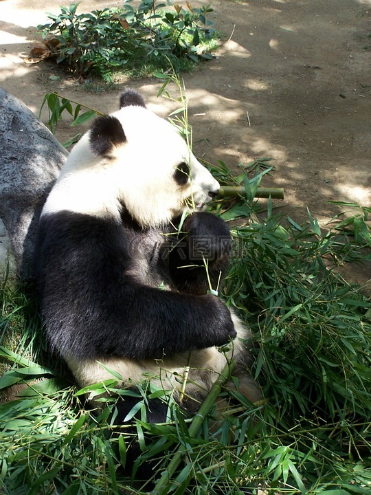 熊猫,大熊猫,动物园