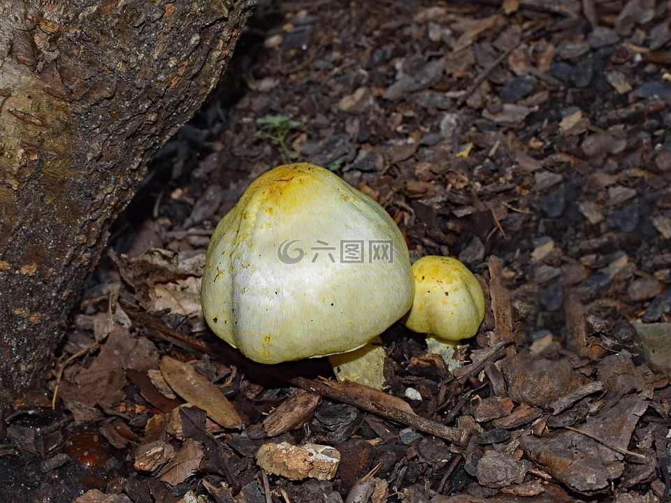 黄色的蘑菇,真菌,森林的地面