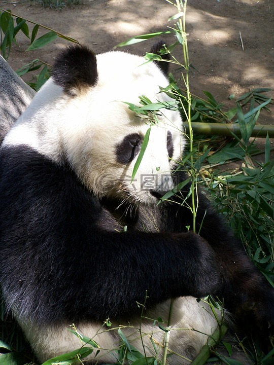 熊猫,大熊猫,动物园