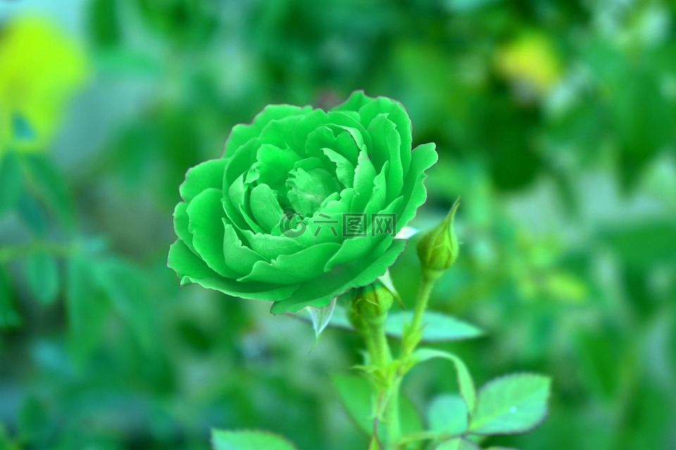 绿色的玫瑰,viridescent,翠绿