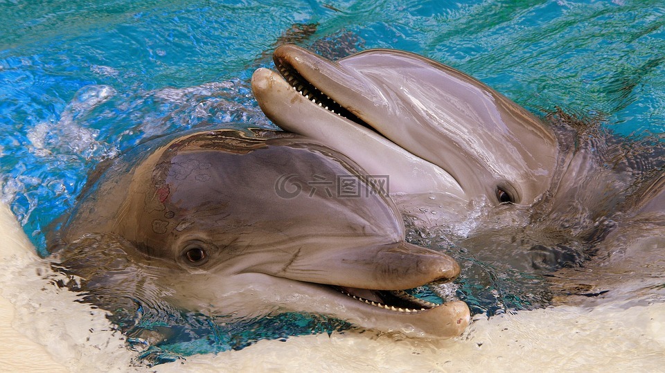 海豚,美国,拉斯维加斯