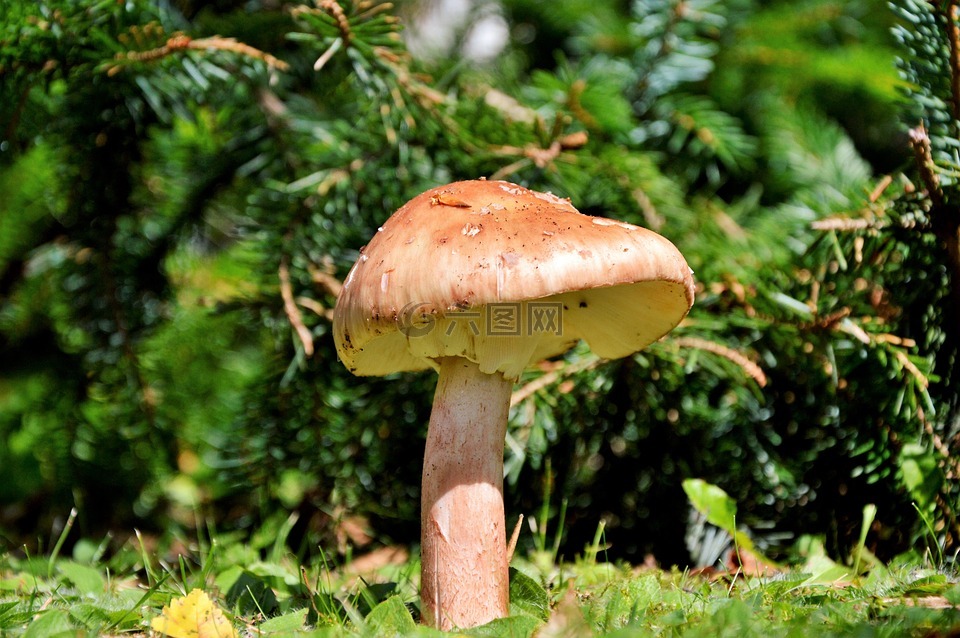 蘑菇,光盘真菌,森林