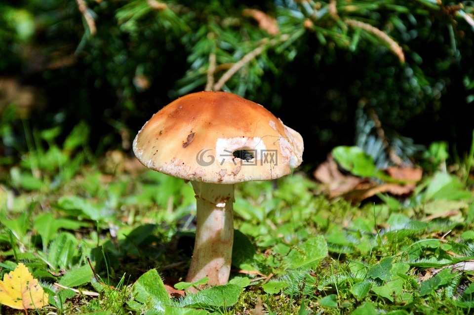 蘑菇,光盘真菌,森林