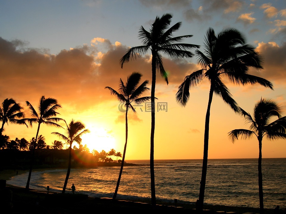 夏威夷,热带,棕榈树