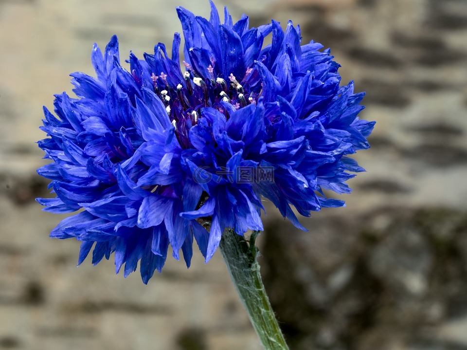 鲜花,矢车菊,蓝色