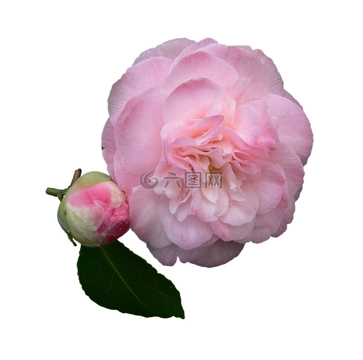 山茶花 花 粉红色的花瓣高清图库素材免费下载 图片编号 六图网