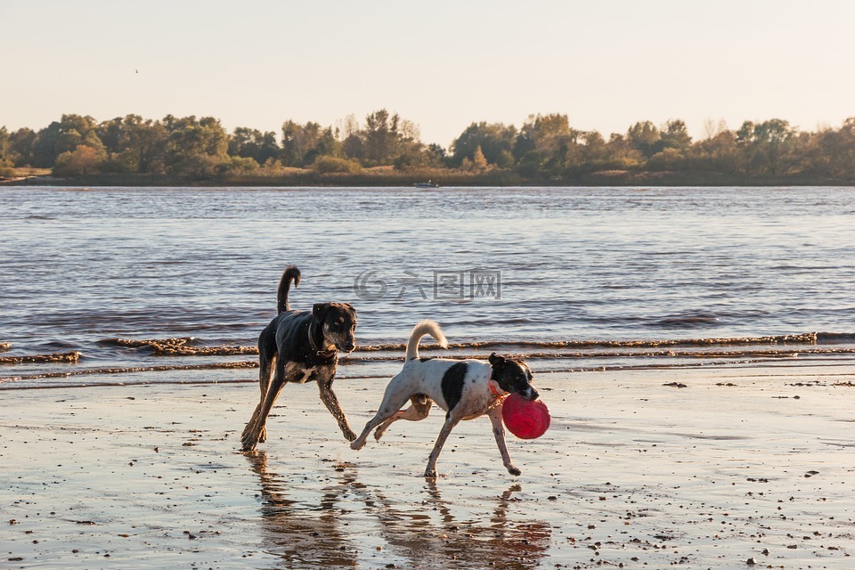 狗,海滩,易北河