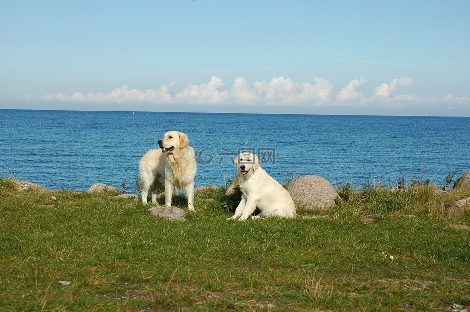 金毛猎犬,海,狗