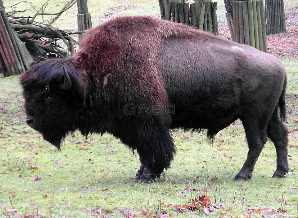 野牛,水牛,wisent