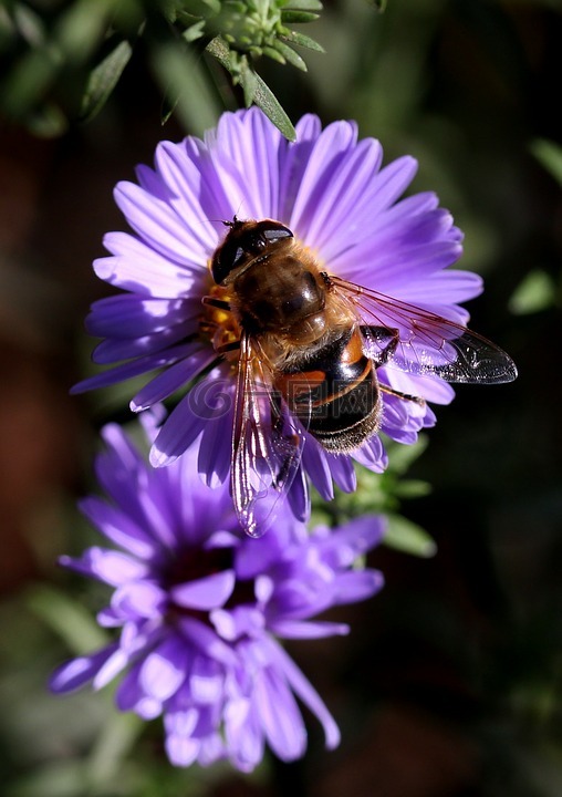 蜜蜂,花卉,mov