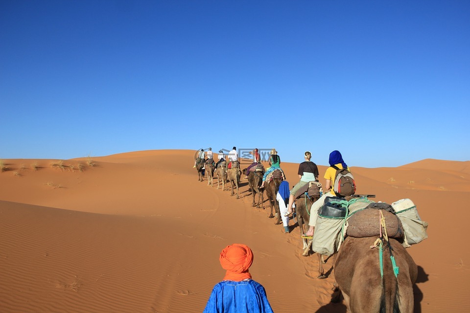 骆驼,沙漠,非洲