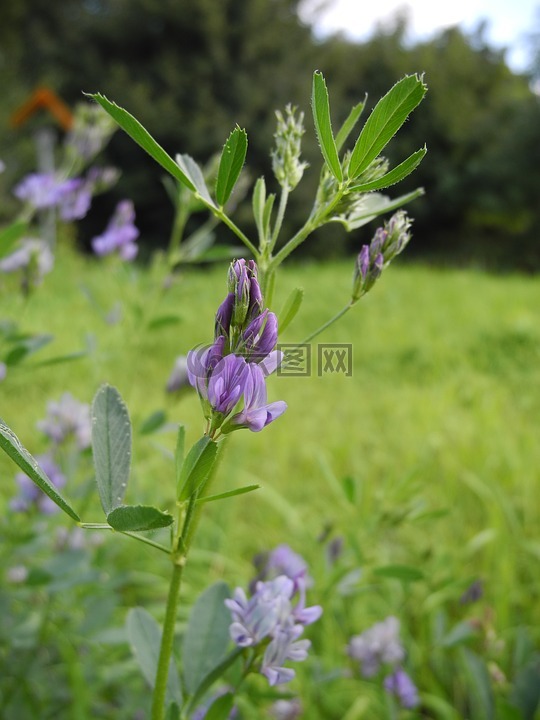 植物,紫罗兰花瓣,开花