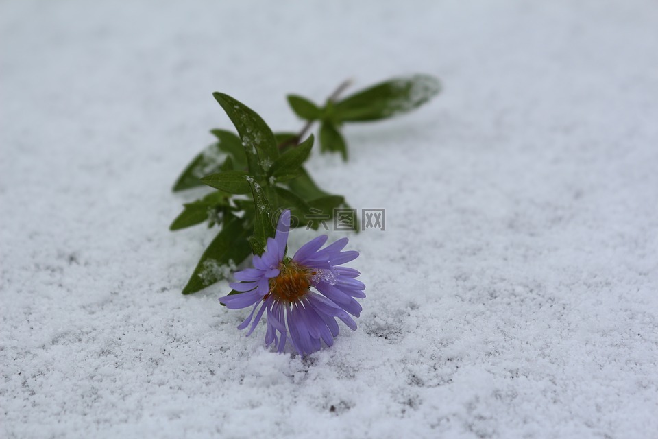 花在雪地里 第一场雪 9 月高清图库素材免费下载 图片编号 六图网