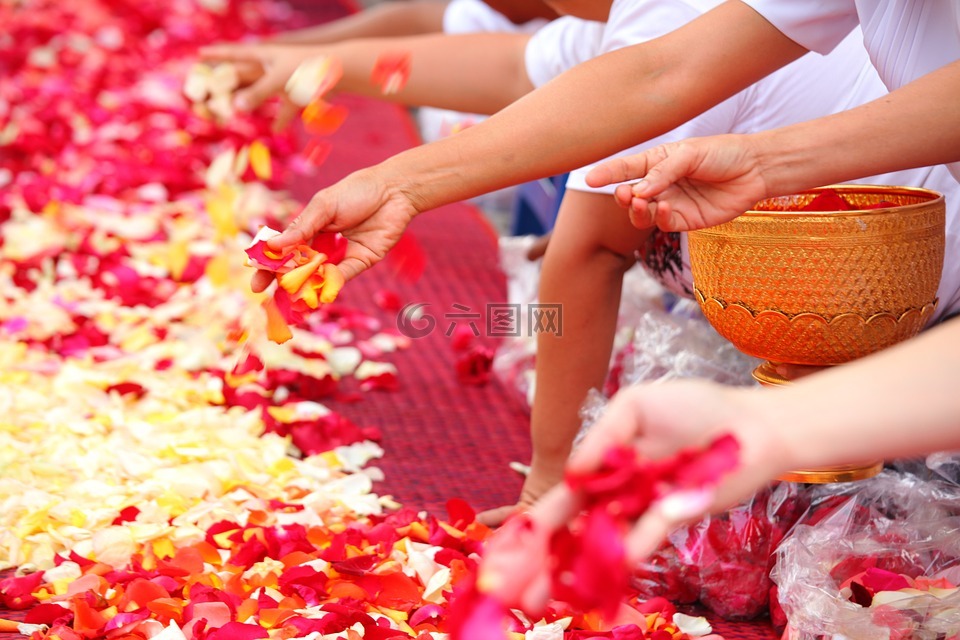 佛教徒,玫瑰花瓣,人