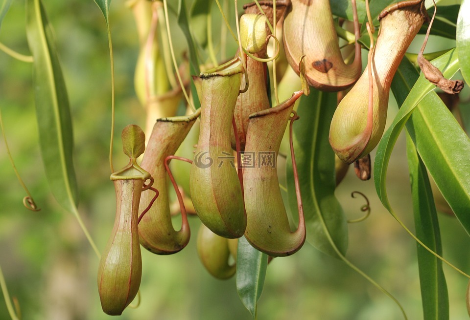 猪笼草,nepenthaceae,食肉植物