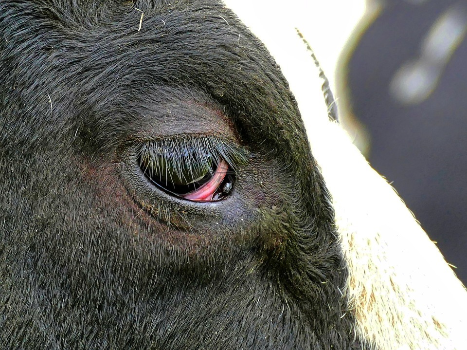 牛眼睛的结构图片图片