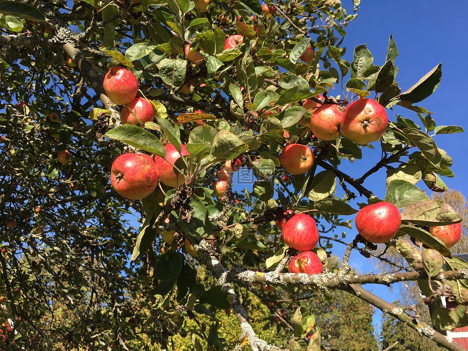 苹果,苹果树,秋季高清图库素材免费下载(图片编号:7159497)