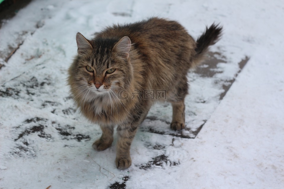 猫,西伯利亚猫,雪