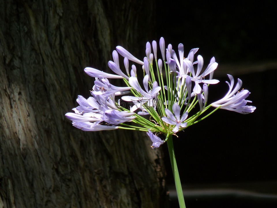 紫色的小花,alium,花园