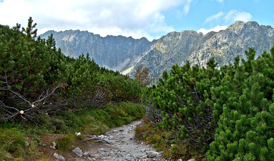 山,冬奥会,kosówka