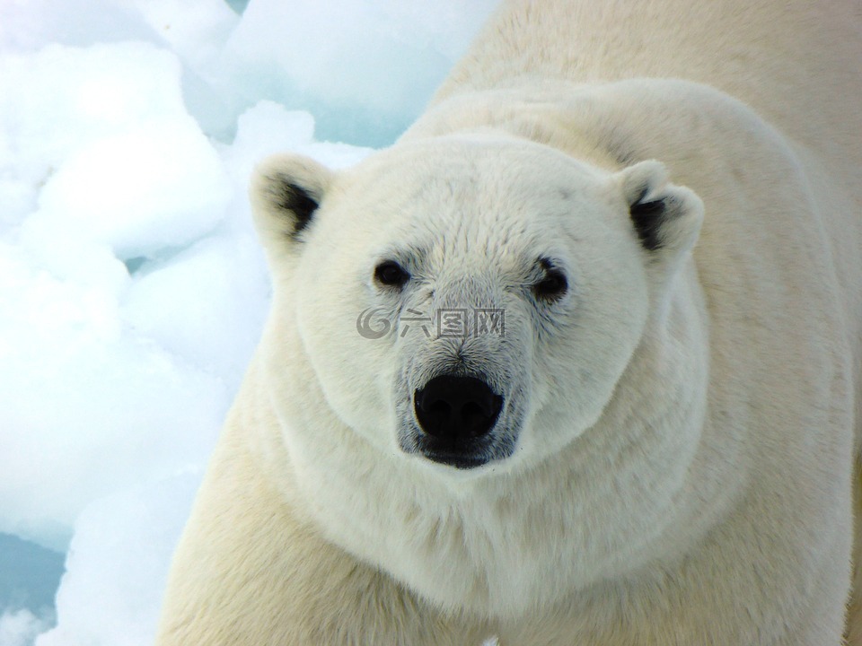 北极熊,北极,自然