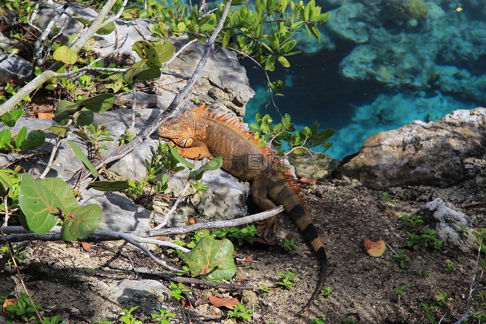 lizard,lagoon,tree