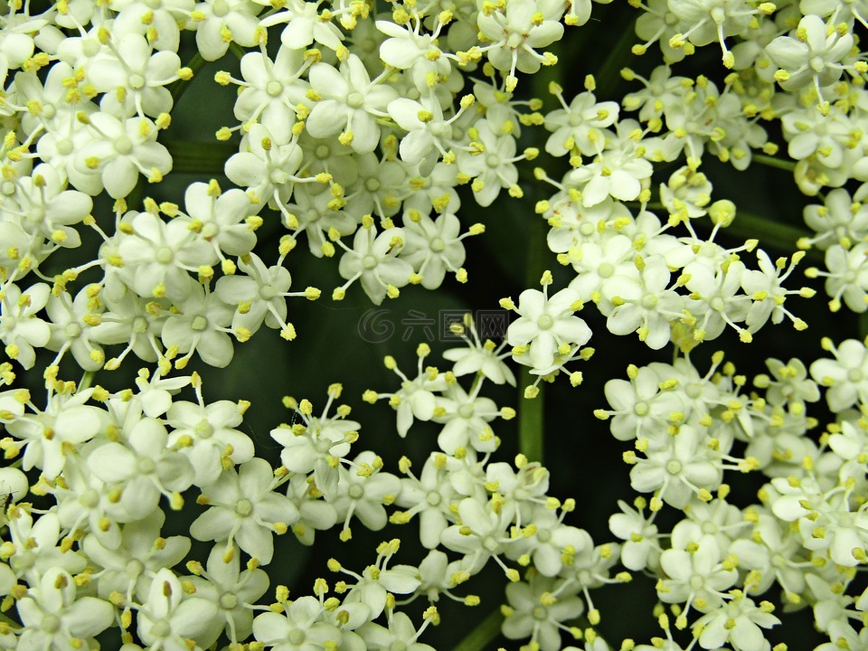 花,茉莉,性质