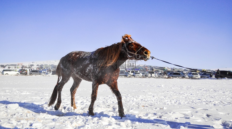 马,参加比赛的马匹,蒙古语