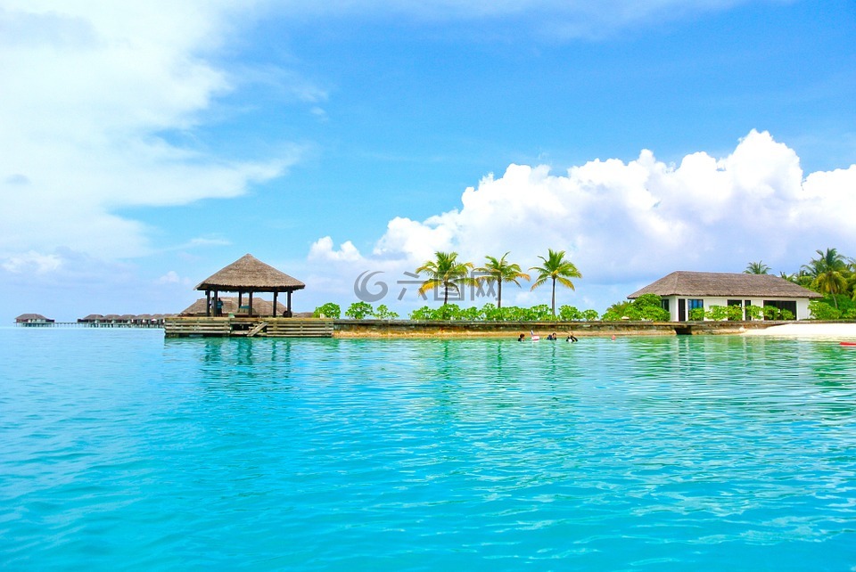 马尔代夫,椰子树,海
