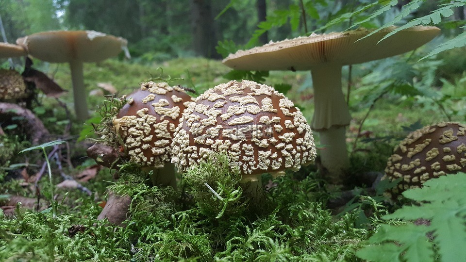 蘑菇,黄飞木耳,牛肝菌