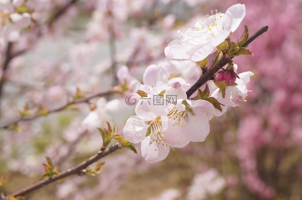 flower,scenery,plant