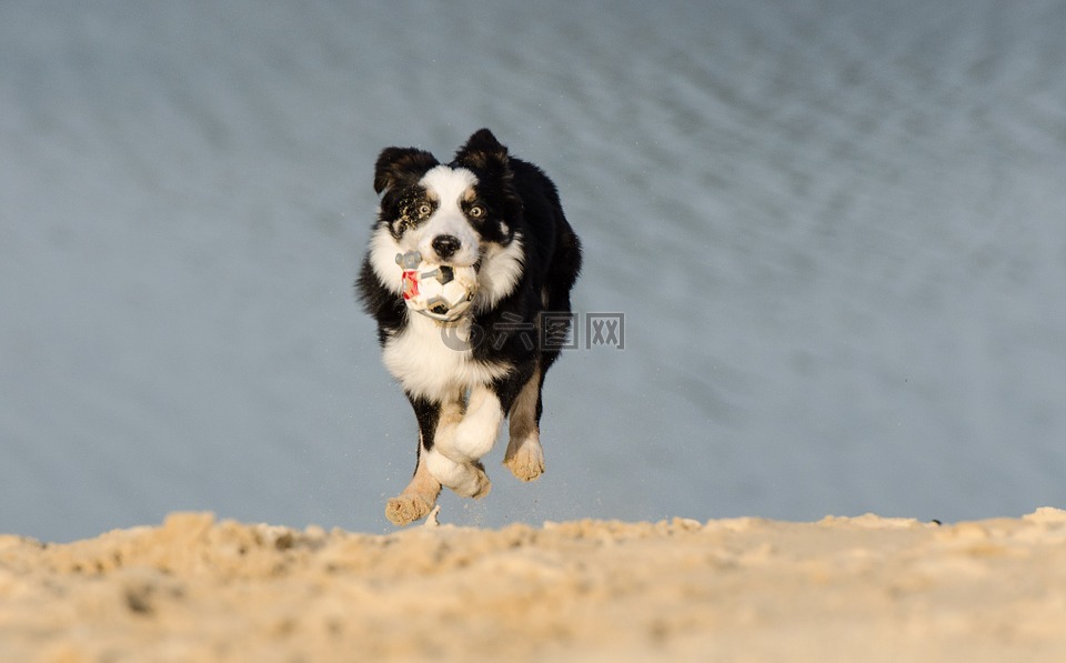 边境牧羊犬,年轻的狗,走狗